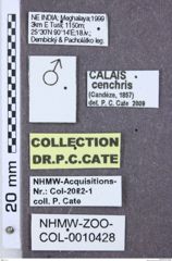 Etikette zu Calais cenchris (NHMW-ZOO-COL-0010428)